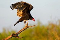 Turkey Vulture
