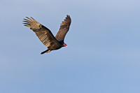 Turkey Vulture