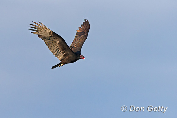 Turkey Vulture