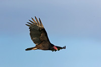Turkey Vulture