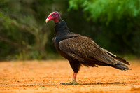 Turkey Vulture