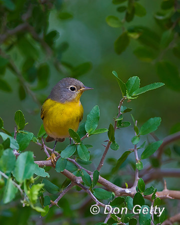 Nashville Warbler