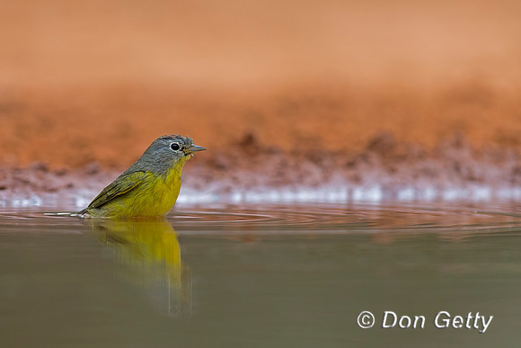 Nashville Warbler