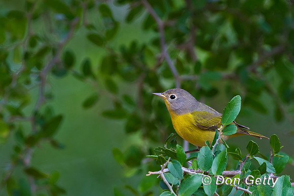 Nashville Warbler