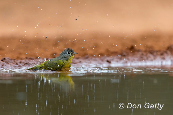 Nashville Warbler