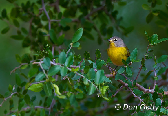 Nashville Warbler