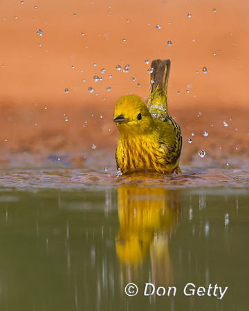 Yellow Warbler