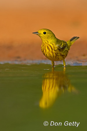 Yellow Warbler