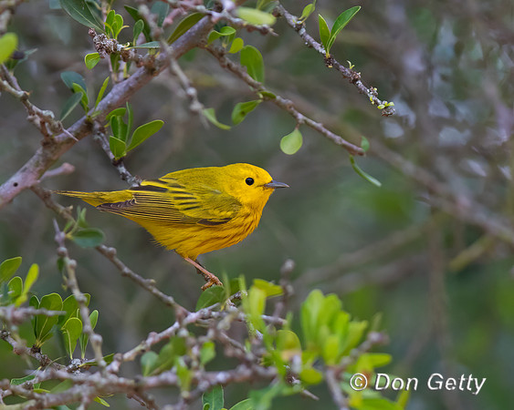 Yellow Warbler