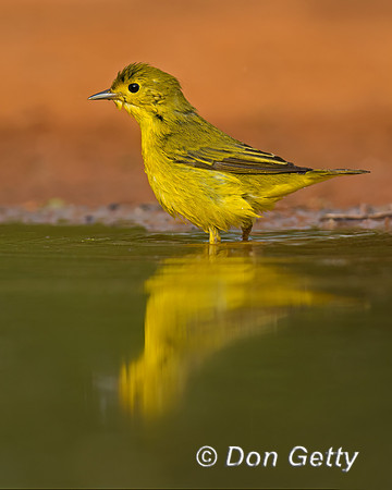 Yellow Warbler