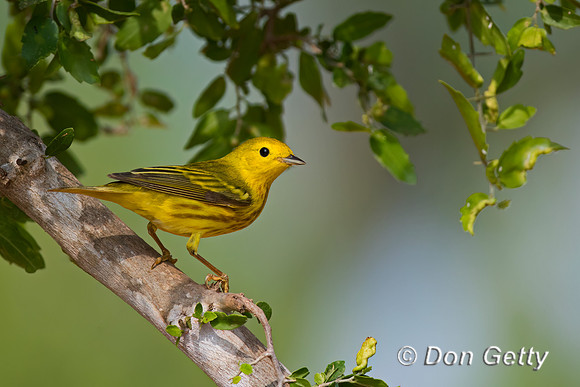Yellow Warbler