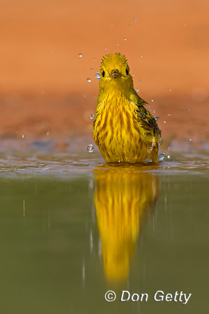 Yellow Warbler