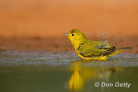 Yellow Warbler