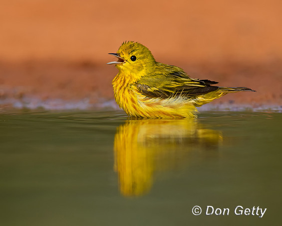 Yellow Warbler