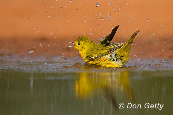 Yellow Warbler