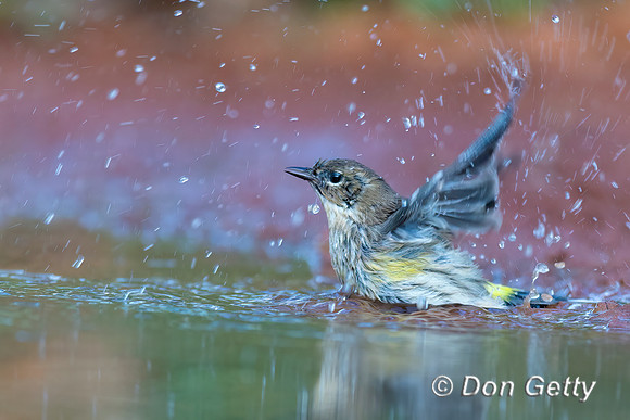 Yellow-rumped Warbler