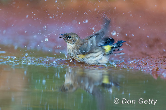 Yellow-rumped Warbler