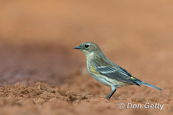 Yellow-rumped Warbler