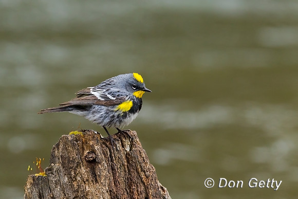 Yellow-rumped Warbler