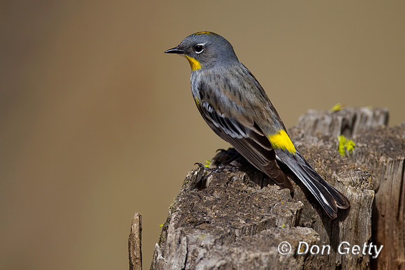 Yellow-rumped Warbler