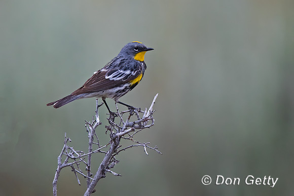 Yellow-rumped Warbler