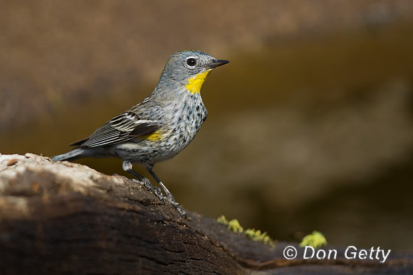 Yellow-rumped Warbler