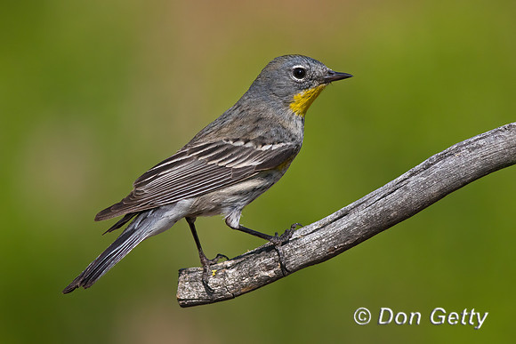Yellow-rumped Warbler