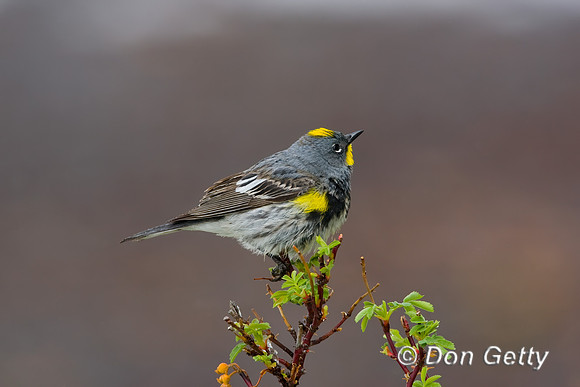 Yellow-rumped Warbler
