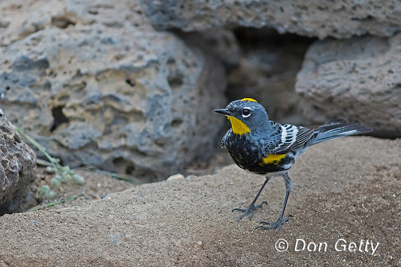 Yellow-rumped Warbler