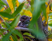 Cedar Waxwing