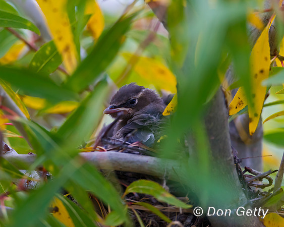Cedar Waxwing