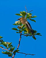 Cedar Waxwing