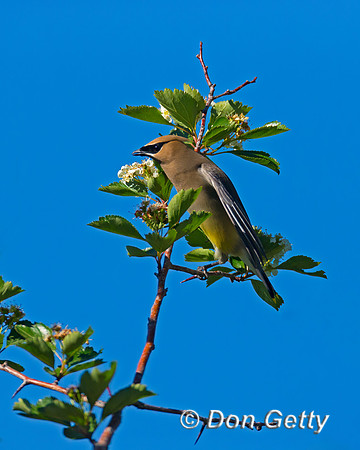 Cedar Waxwing