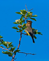 Cedar Waxwing
