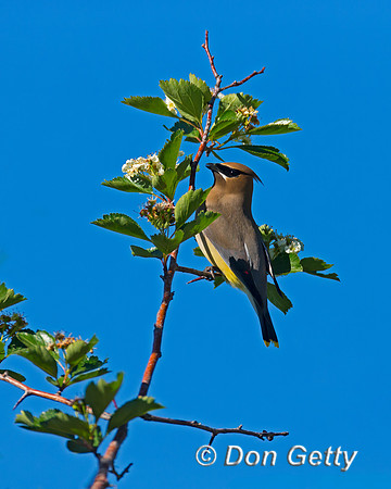 Cedar Waxwing