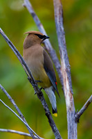Cedar Waxwing