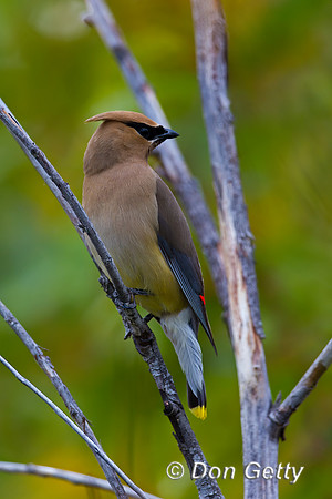 Cedar Waxwing