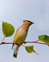 Cedar Waxwing