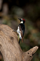 Acorn Woodpecker