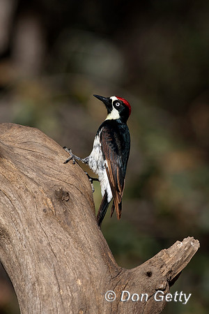 Acorn Woodpecker