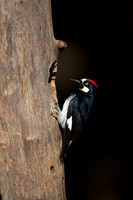 Acorn Woodpecker