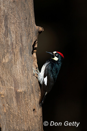 Acorn Woodpecker