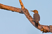 Golden-fronted Woodpecker