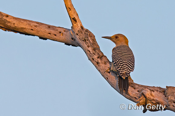 Golden-fronted Woodpecker