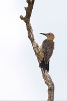 Golden-fronted Woodpecker