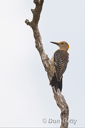 Golden-fronted Woodpecker