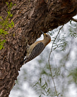 Golden-fronted Woodpecker
