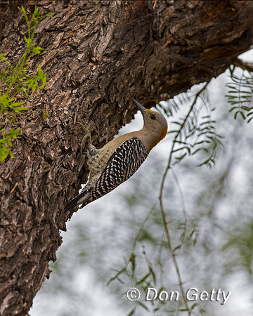 Golden-fronted Woodpecker
