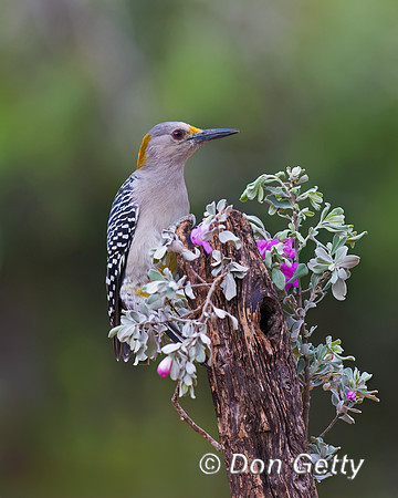 Golden-fronted Woodpecker