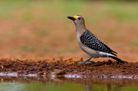 Golden-fronted Woodpecker